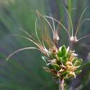 Image of Calytrix flavescens A. Cunn.