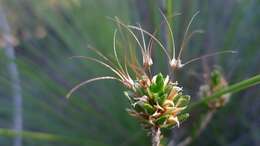 Image of Calytrix