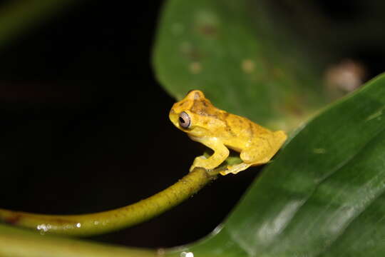 Image of Dendropsophus Fitzinger 1843