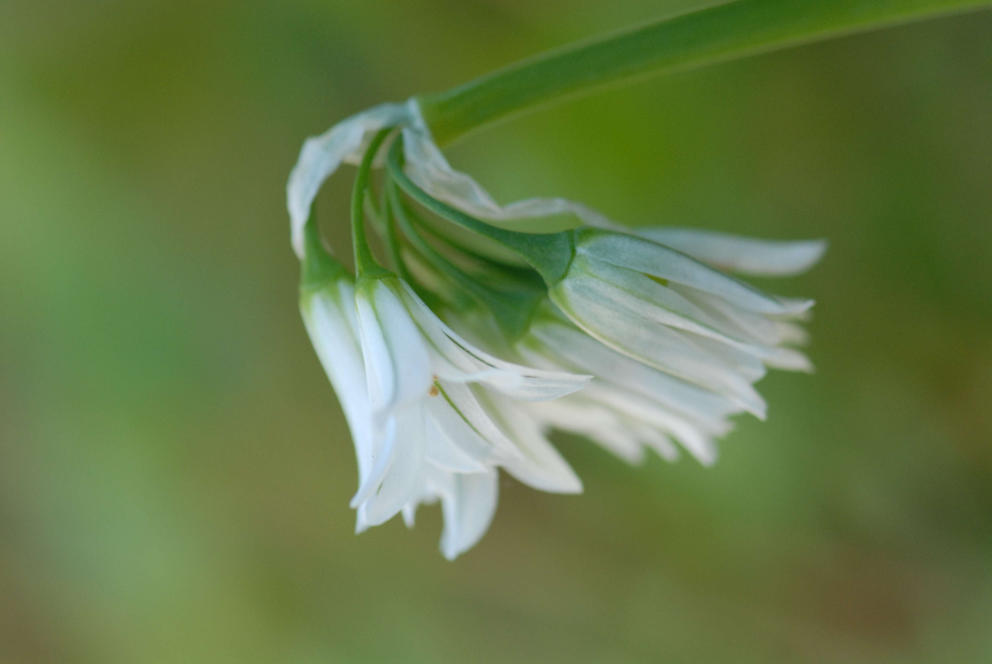 Image of Threecorner leek