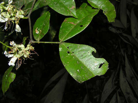 Image of Macrolobium costaricense W. C. Burger