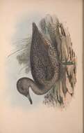 Image of Stictonetta Reichenbach 1853