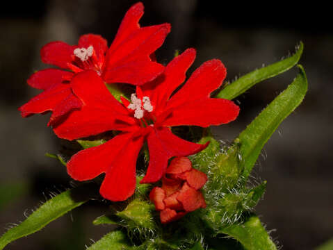 Слика од Silene chalcedonica (L.) E. H. L. Krause
