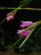 Imagem de Isochilus linearis (Jacq.) R. Br.