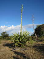 Image of Agave karatto Mill.