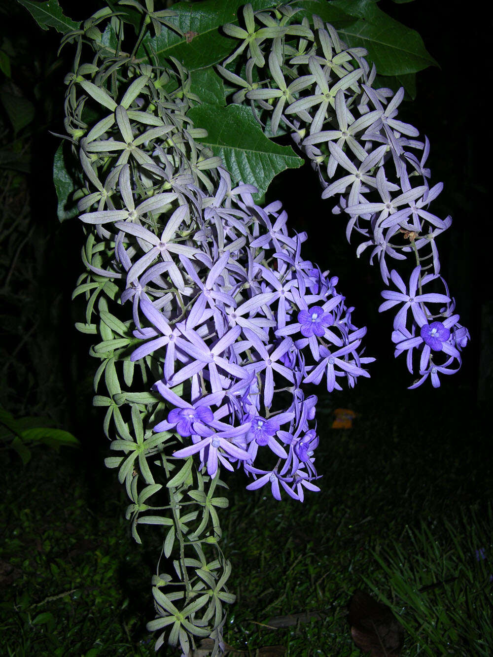 Sivun Petrea volubilis kuva