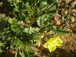 Imagem de Oenothera primiveris A. Gray