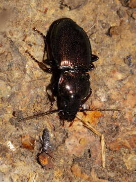 Image of Pterostichus (Cheporus) burmeisteri Heer 1837