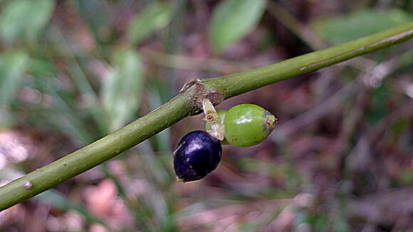 Image of Rubiaceae