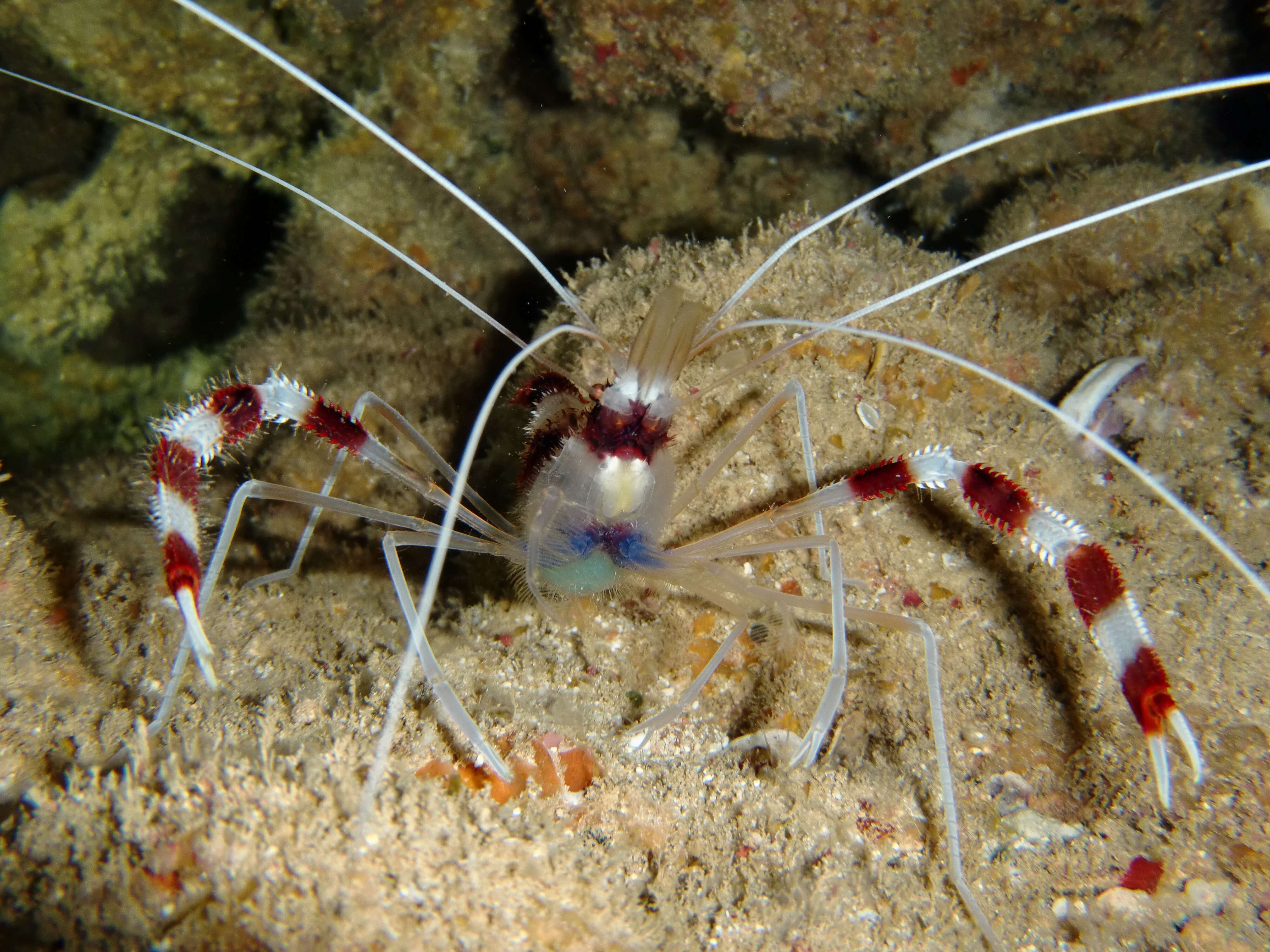 Image of coral shrimps