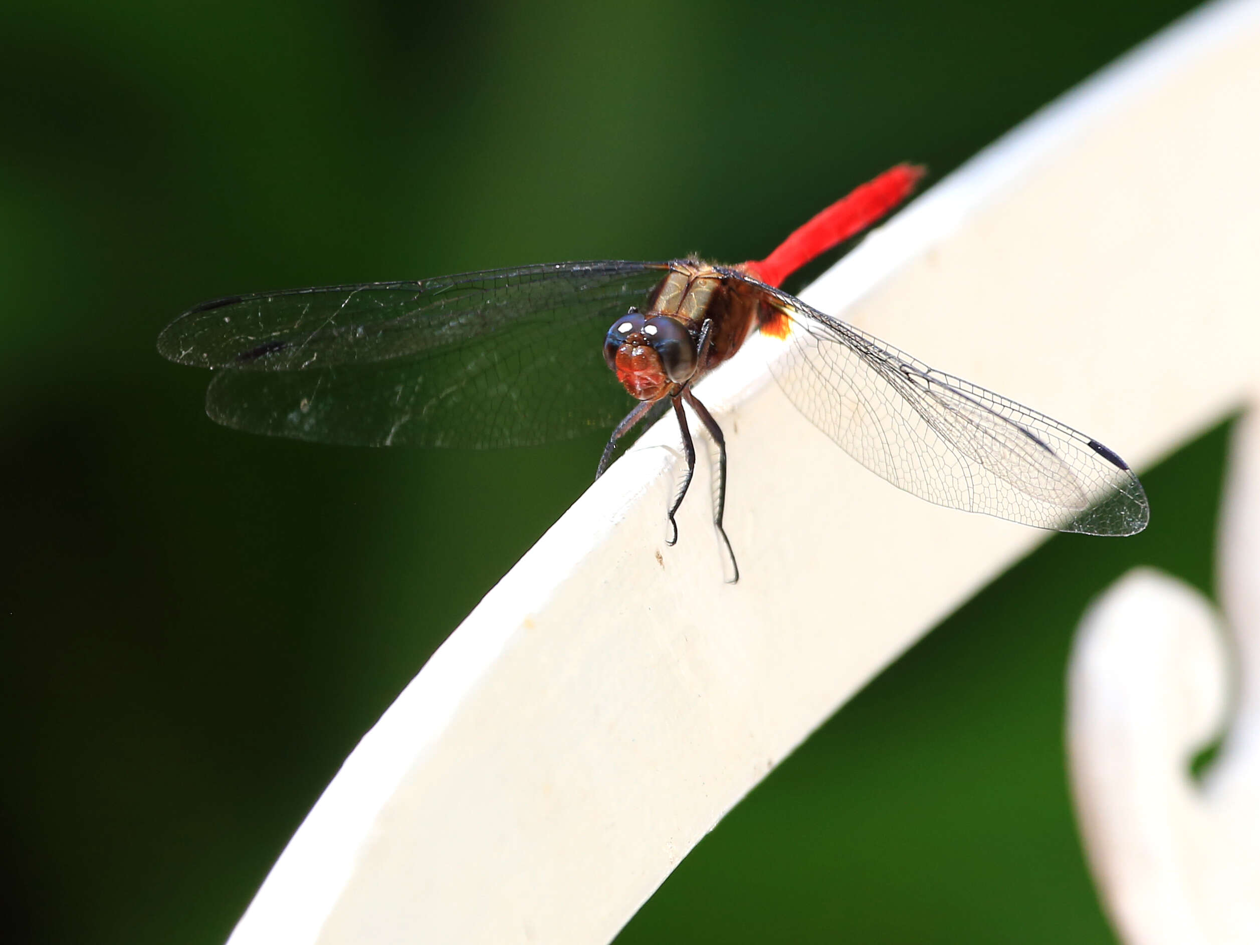 Image of Skimmers (Dragonflies)