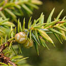 Image de Juniperus formosana Hayata