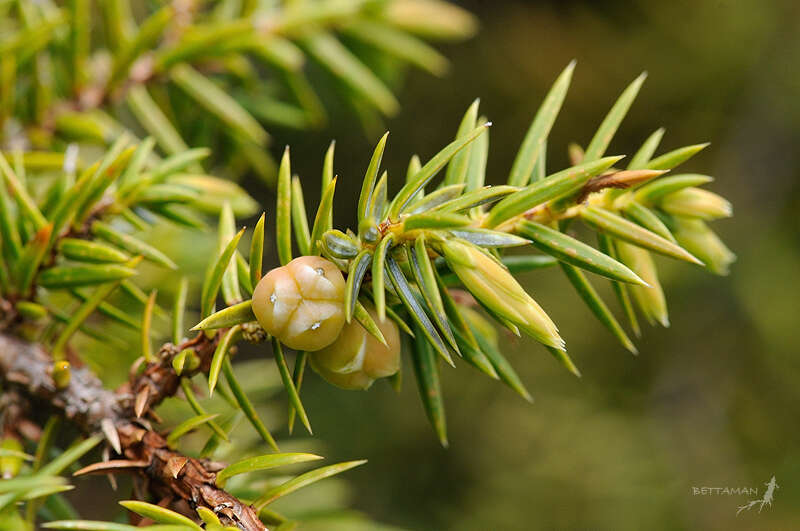 Imagem de Juniperus formosana Hayata