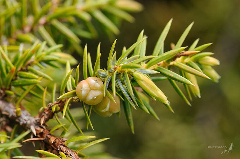 Image of Formosan Juniper