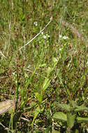 Image of seaside brookweed