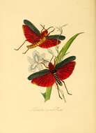 Image of Phymateus (Phymateus) morbillosus (Linnaeus 1758)