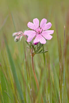 Image of Tuberous Cranesbill