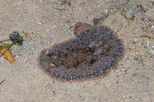 Image of Dendrodoris tuberculosa (Quoy & Gaimard 1832)