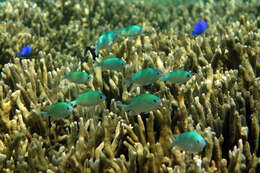 Image de Chromis