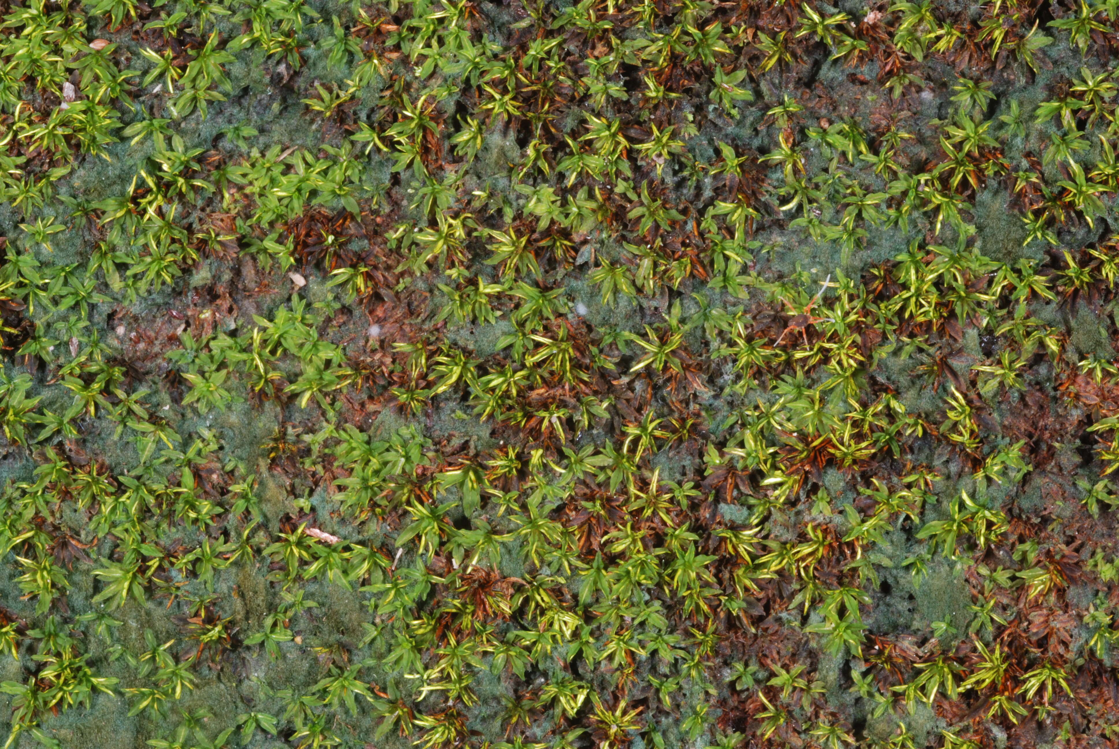 Image of hyophila moss