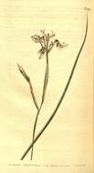 Image of Moraea unguiculata Ker Gawl.