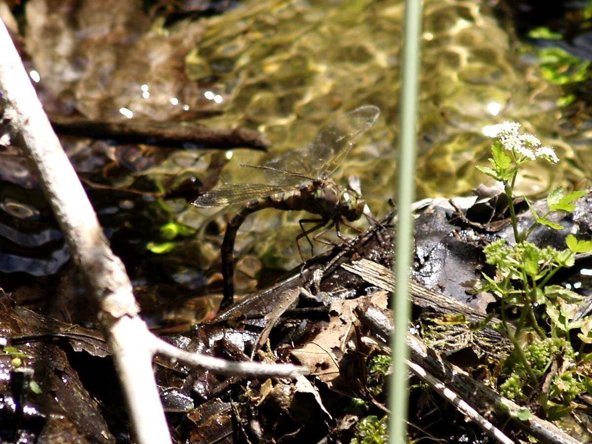 Image of Spotted Darners