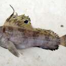 Image of Butterfly Blenny