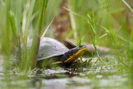 Image of Black-breasted Leaf Turtle