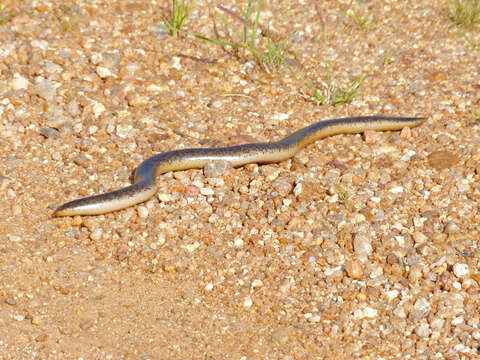 Image of Afrotyphlops Broadley & Wallach 2009