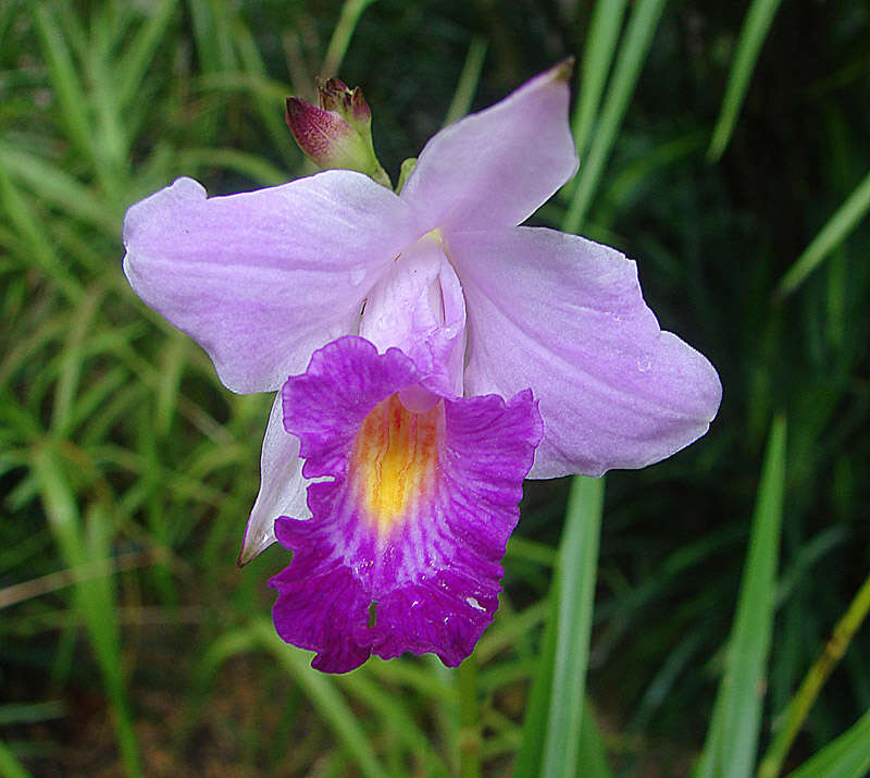 Image of Bamboo orchid