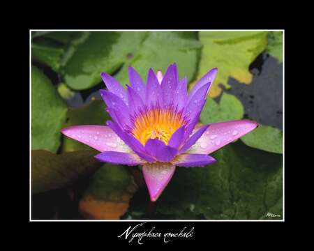 Image of waterlily