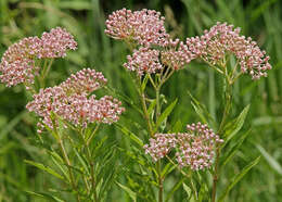 Imagem de Asclepias incarnata L.