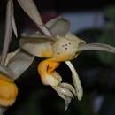 Image de Stanhopea gibbosa Rchb. fil.