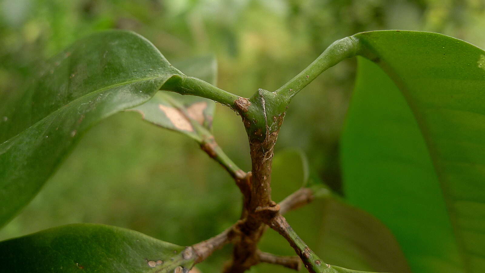 Image of Metrodorea maracasana R. C. Kaastra