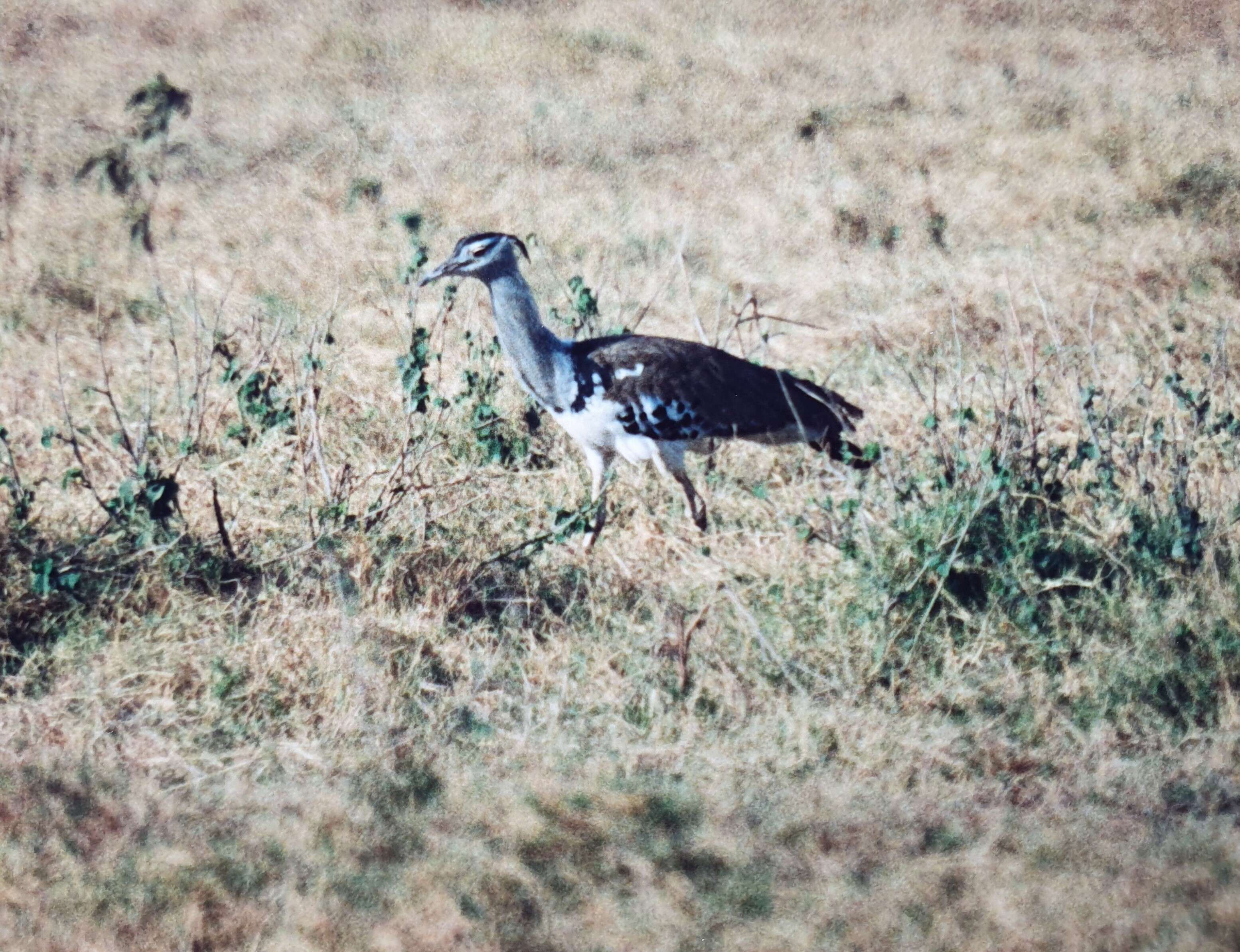 Image of Great Indian bustard