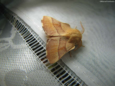 Image of Tent caterpillar