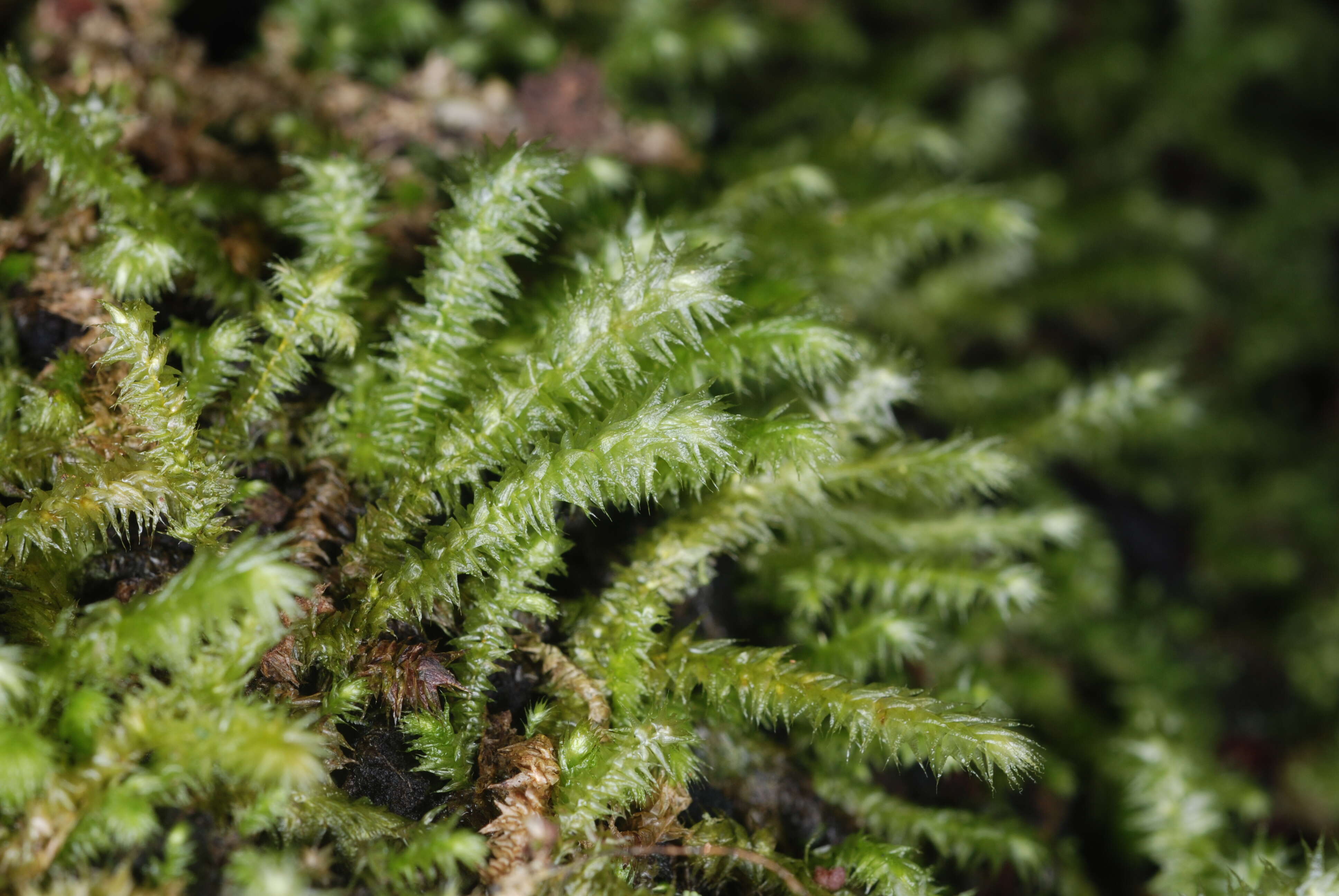 Image de Meteoriaceae