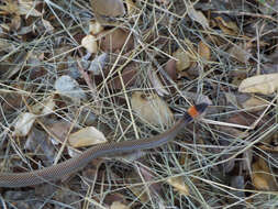 Image of sea snake