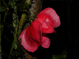 Image of Paullinia serjaniifolia Triana & Planch.
