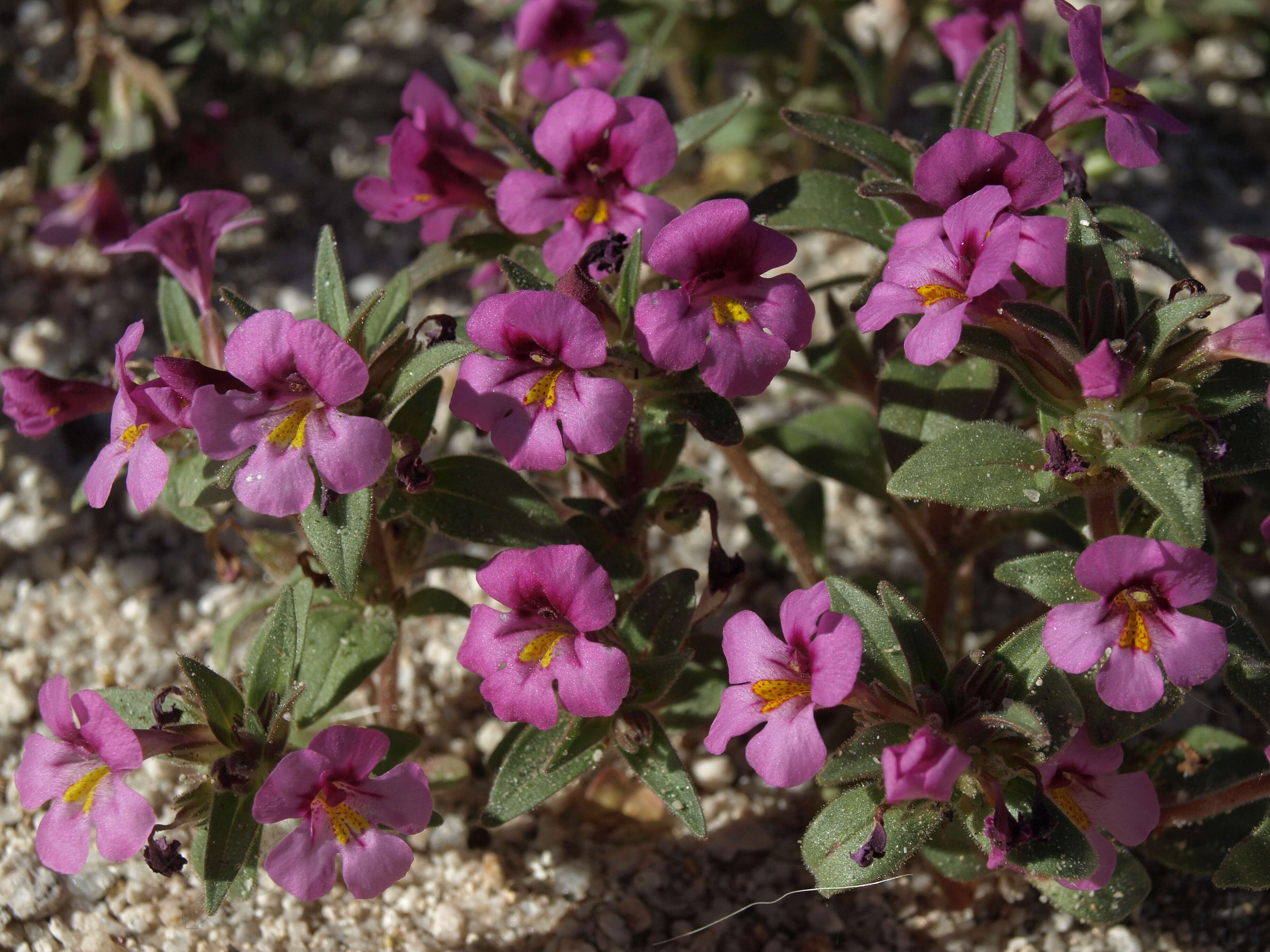 Слика од Diplacus ovatus (A. Gray) G. L. Nesom