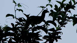 Image of Speckled Chachalaca