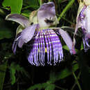 Imagem de Passiflora seemannii Griseb.