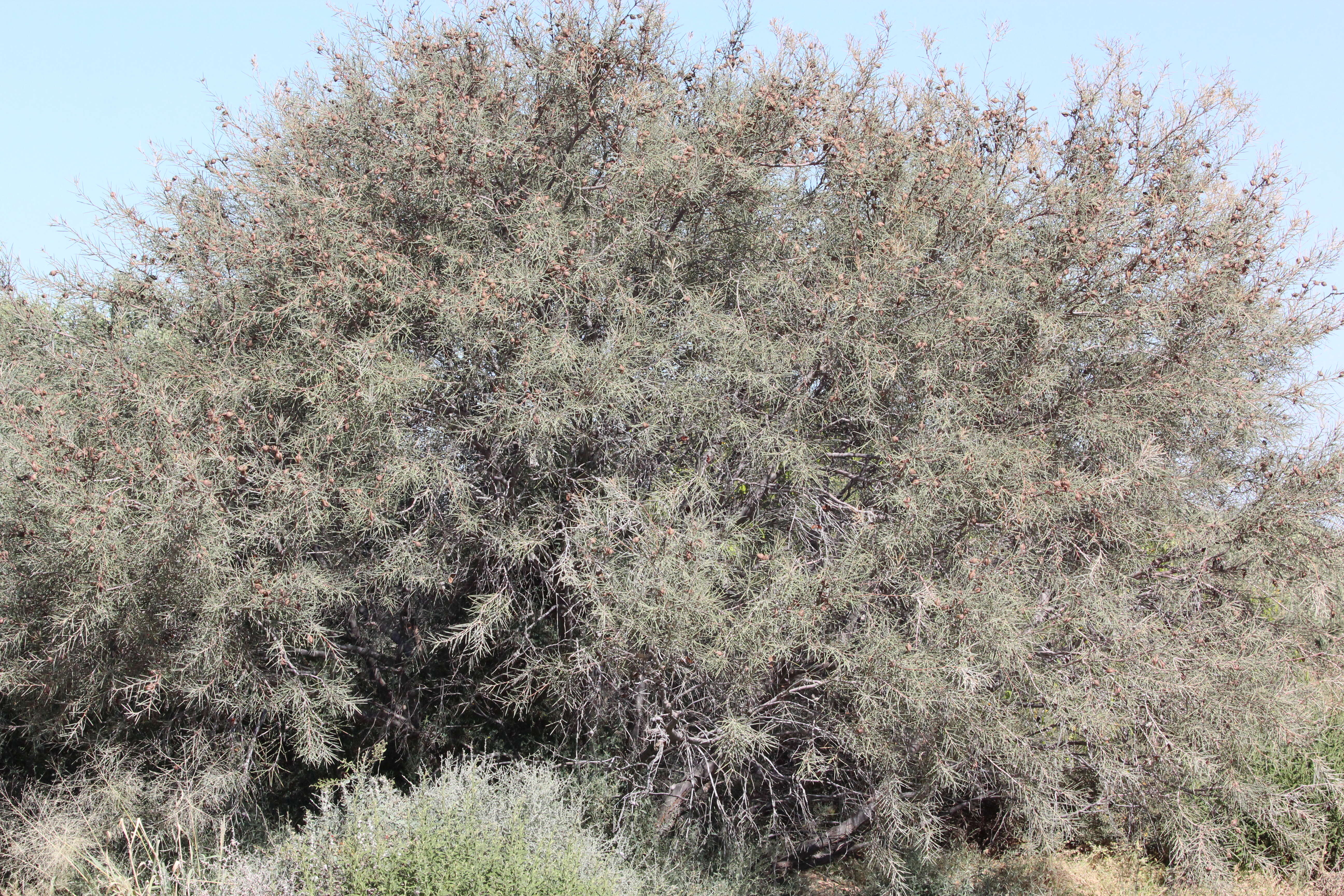 Image of Hakea leucoptera R. Br.