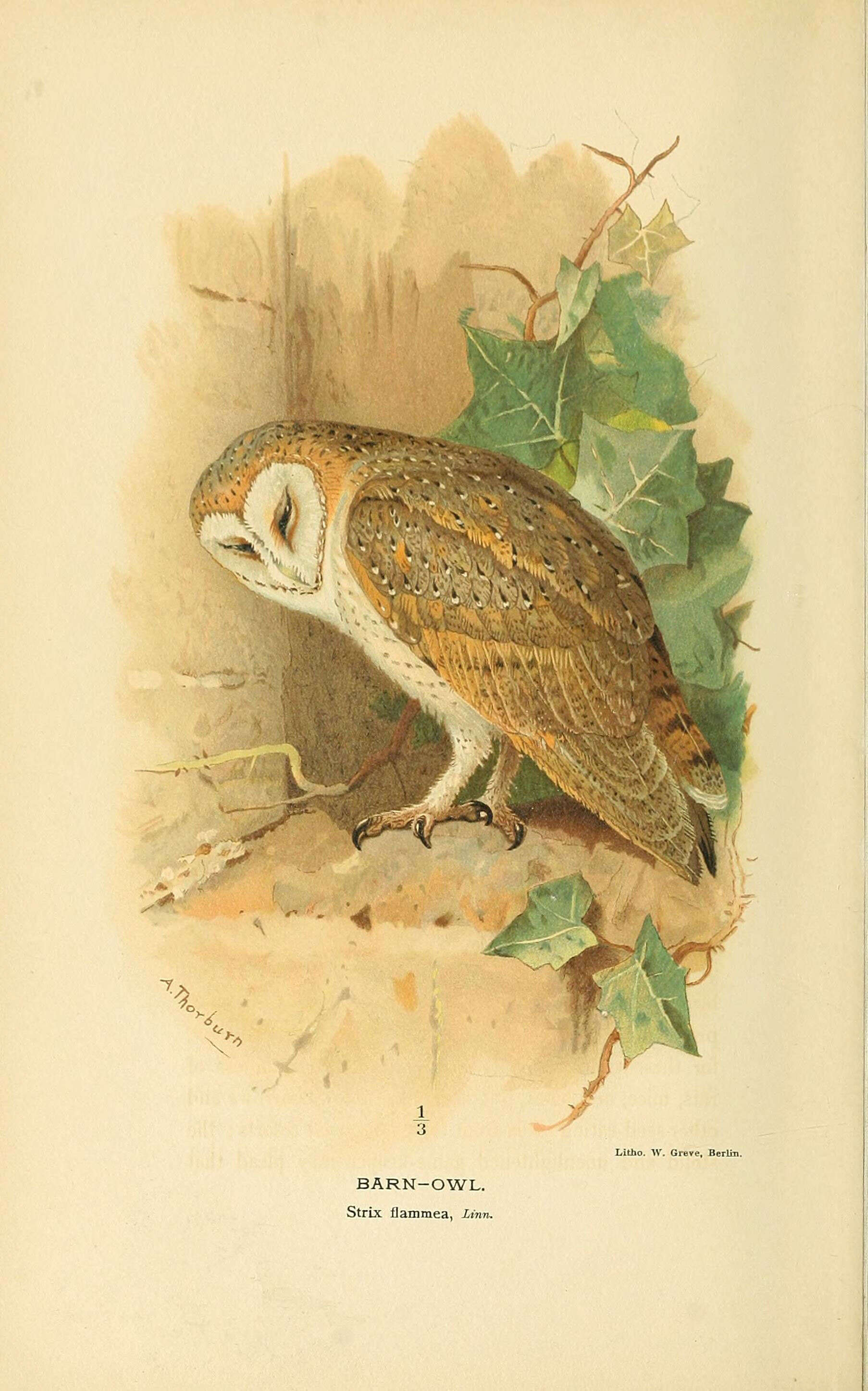 Image of barn owls, masked owls, and bay owls