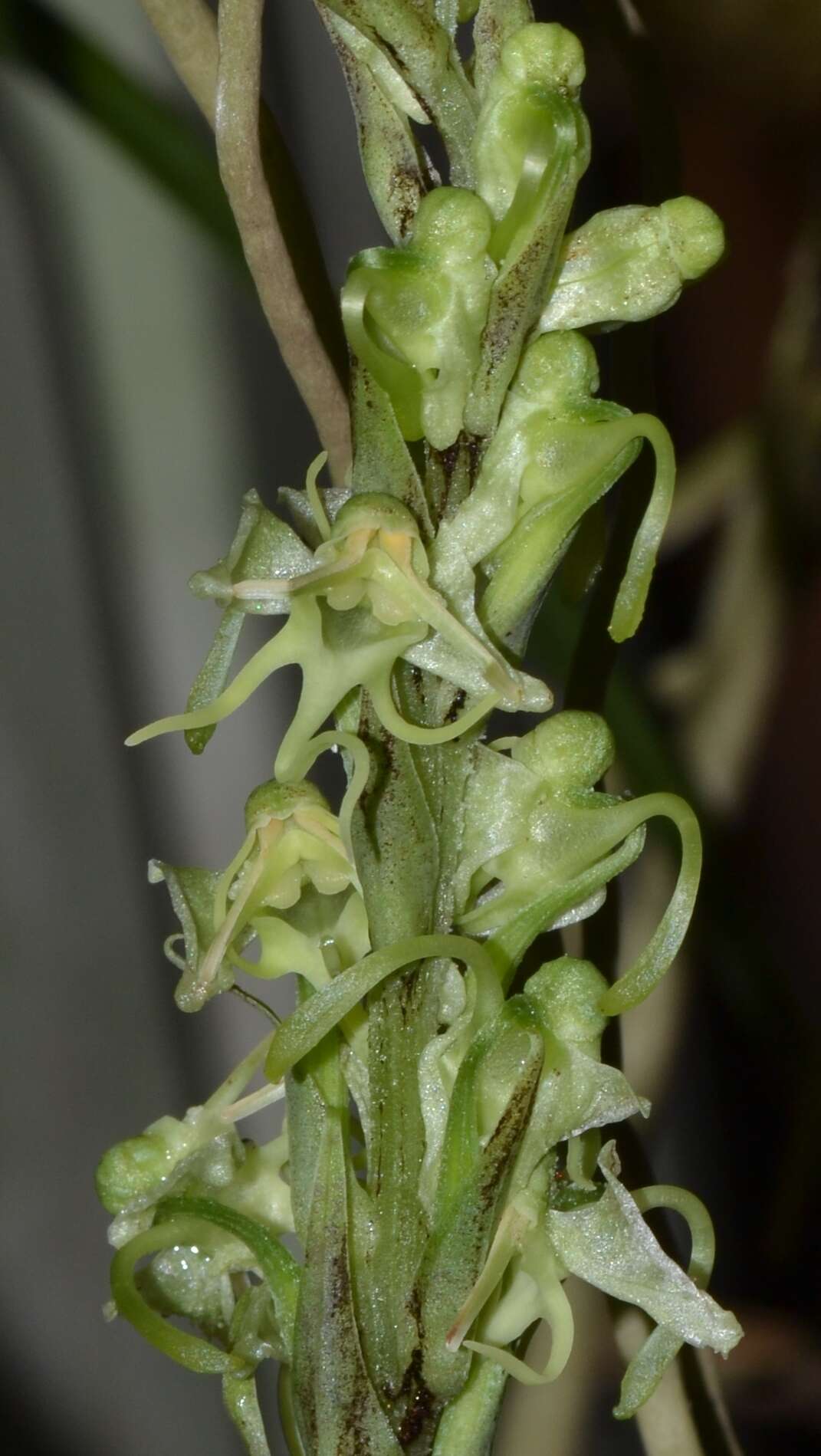 Image of Habenaria kingii Hook. fil.