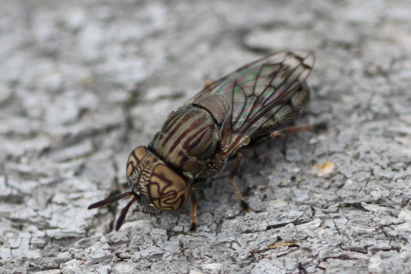 Слика од Orthonevra nitida (Wiedemann 1830)