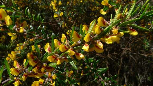 Imagem de Aotus ericoides (Vent.) G. Don