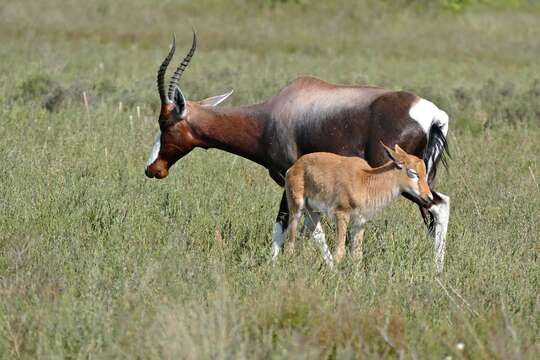 Image of Blesbok