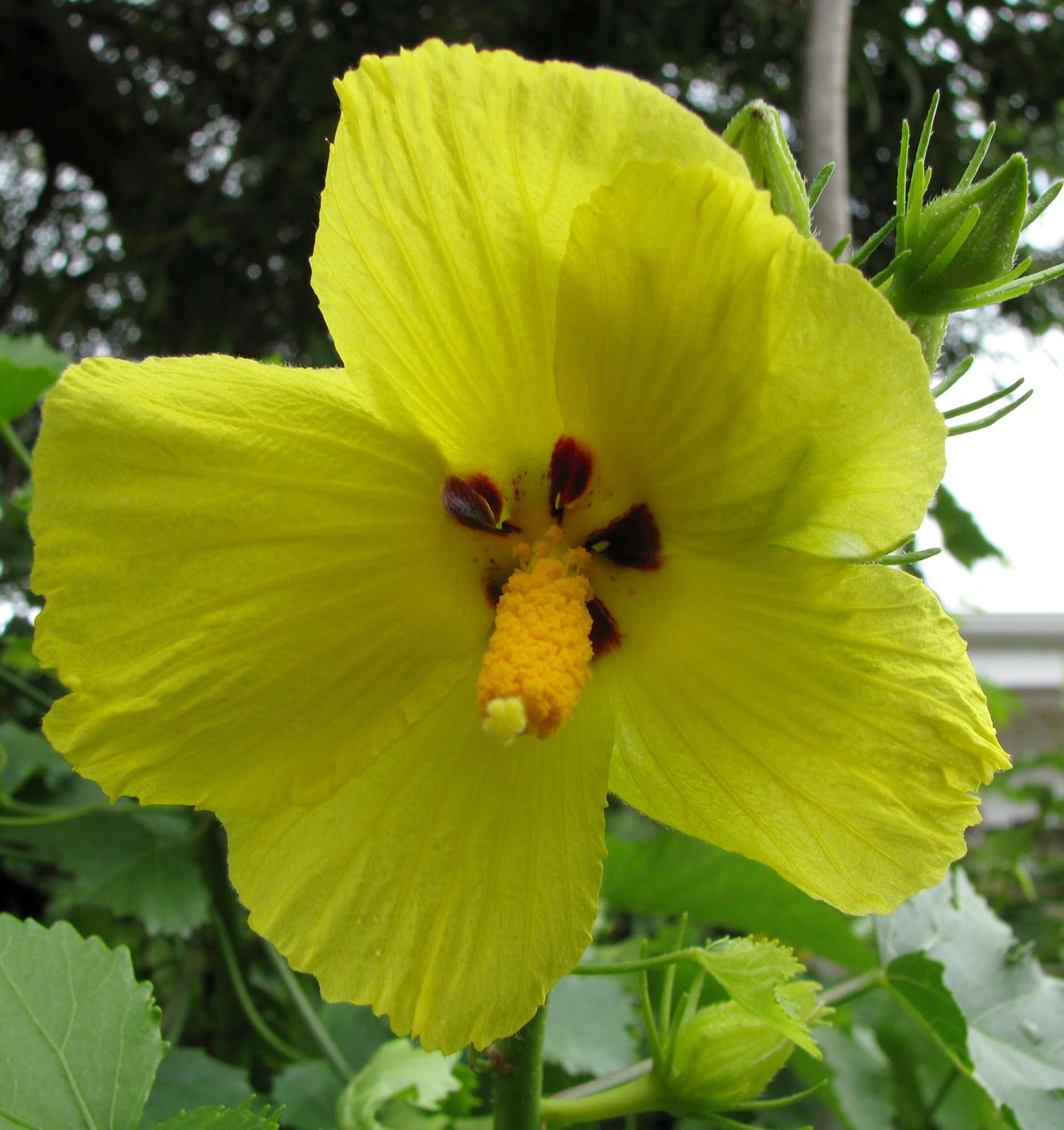 Image of (=Native yellow hibiscus) ma`o hau hele
