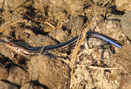 Plestiodon inexpectatus (Taylor 1932) resmi